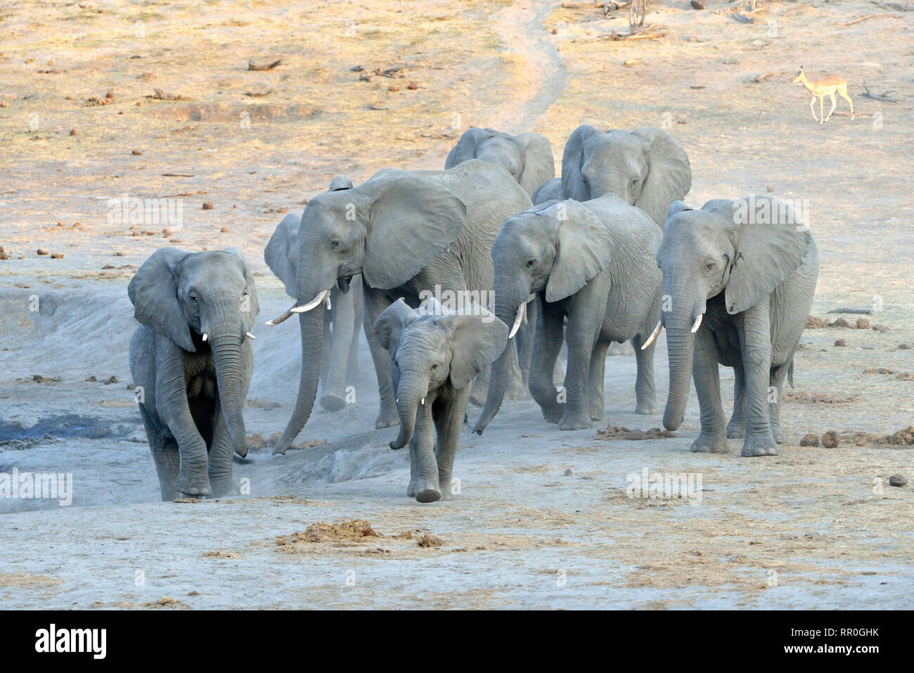 Zoologie, de Mammifères (Mammalia), elephant (Loxodonta africana) près de la camp Somalisa, parc national de Hwange, Additional-Rights Clearance-Info-Not-Available- Banque D'Images