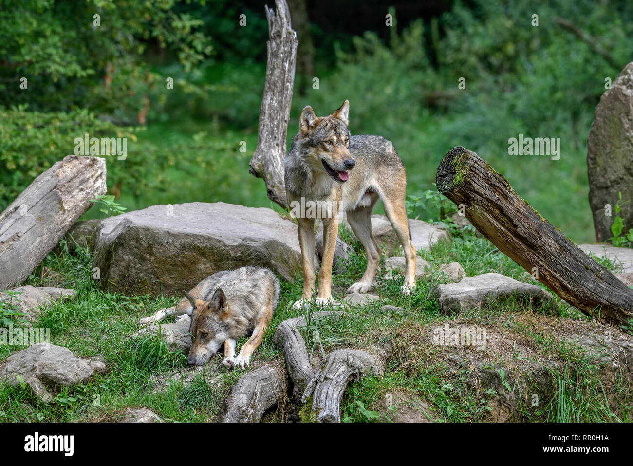 Zoologie / animaux, des Mammifères (Mammalia), Eurasien wolf (Canis lupus lupus), Parc Animalier de Additional-Rights Clearance-Info-Sainte-Croi,-Not-Available Banque D'Images