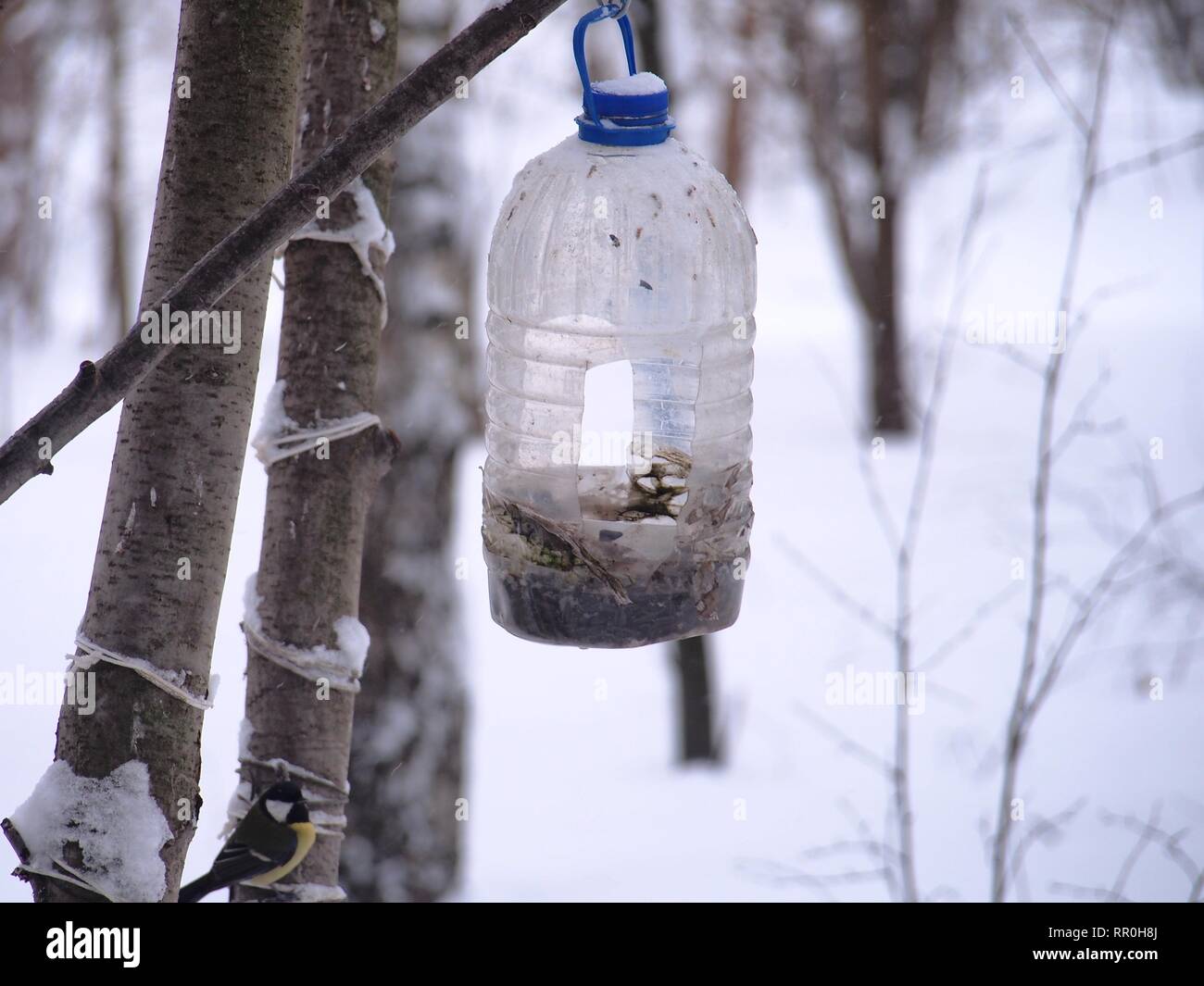 La mésange se nourrit dans une mangeoire faite d'une bouteille en plastique transparent. L'hiver. Photo d'oiseaux. Banque D'Images