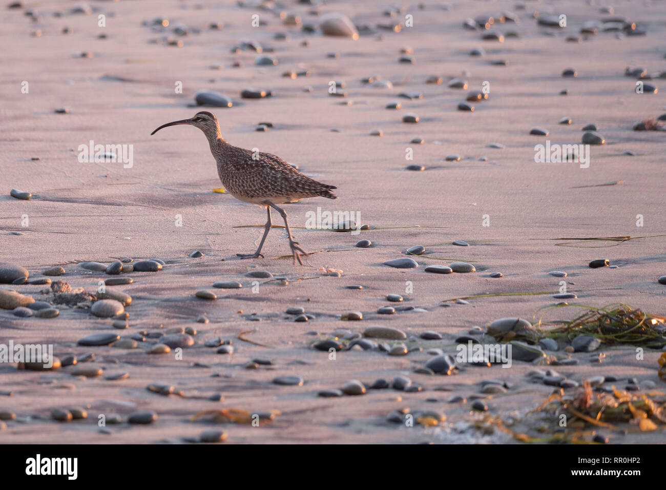 Un Courlis corlieu Numenius phaeopus hudsonicus longeant la rive en Californie Banque D'Images