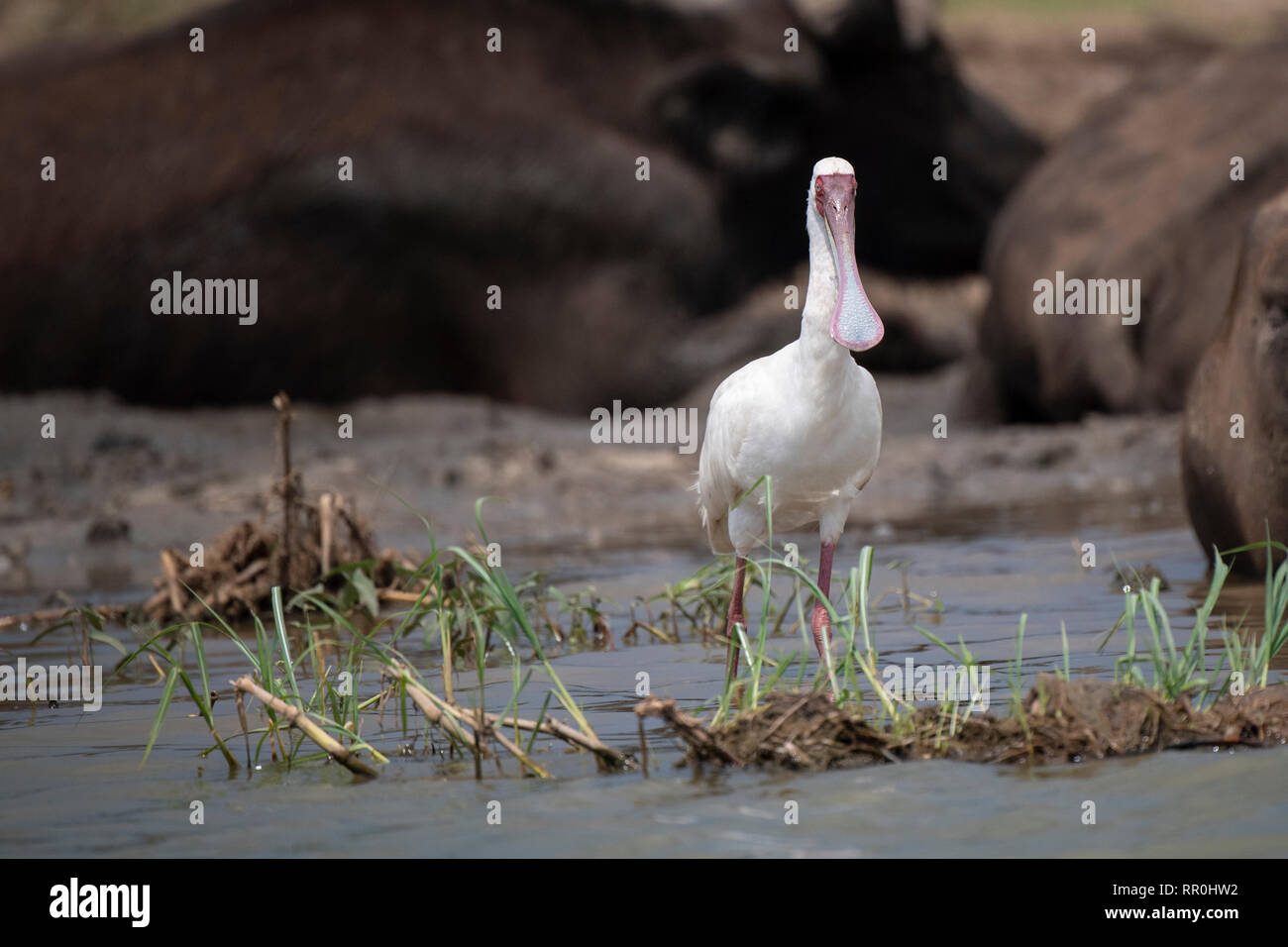 Spatule d'Afrique Platalea alba, Queen Elizabeth, NP, en Ouganda Banque D'Images