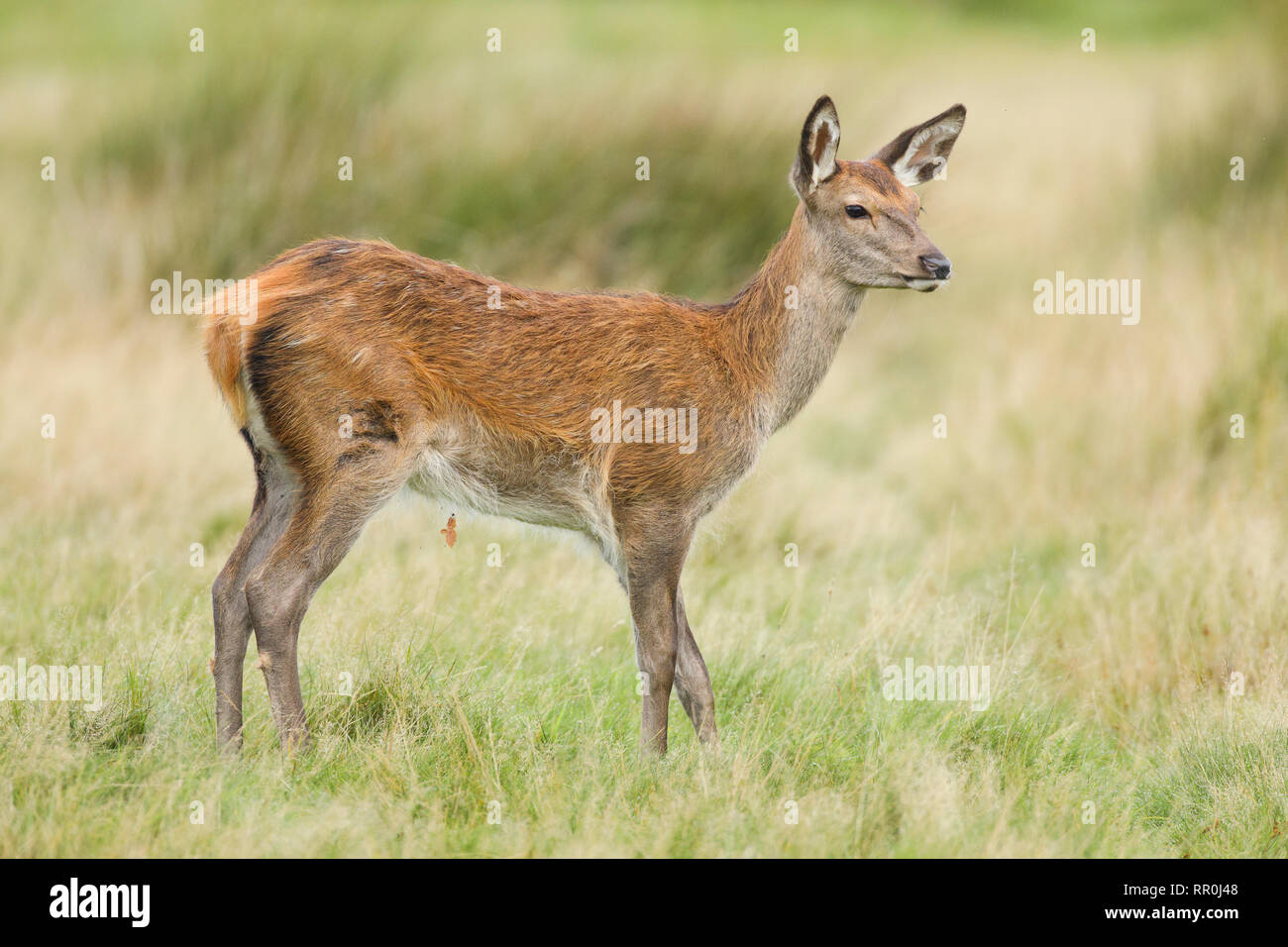 Zoologie, de Mammifères (Mammalia), red deer (Cervus elaphus), Additional-Rights Clearance-Info-Not-Available- Banque D'Images