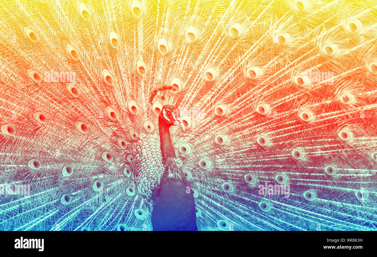 Close up de paon magnifique montrant ses plumes, dans les tons bleu, rouge, jaune, selective focus Banque D'Images