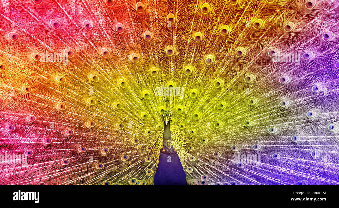 Close up de paon magnifique montrant ses plumes, dans les tons bleu rouge jaune rose et violet couleurs, selective focus Banque D'Images