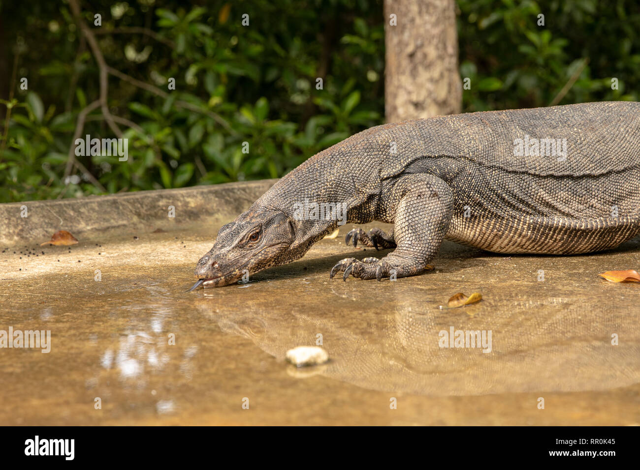 Varan d'eau, Varanus salvator, l'eau potable à partir d'une flaque d'eau sur la route Banque D'Images