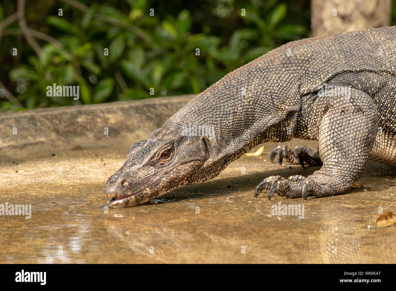 L'eau a soif, varan Varanus salvator, l'eau potable à partir d'une flaque d'eau sur la route Banque D'Images
