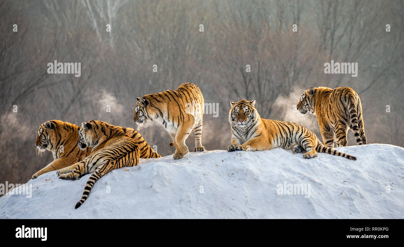 Plusieurs tigres de Sibérie sur une colline enneigée dans le contexte des arbres d'hiver. La Chine. Harbin. Mudanjiang province. Hengdaohezi park. Banque D'Images