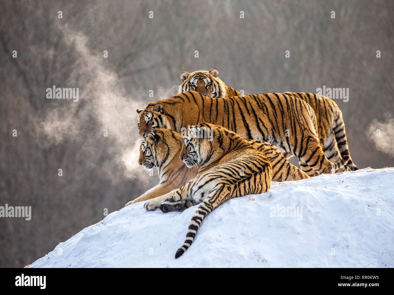 Plusieurs tigres de Sibérie sur une colline enneigée dans le contexte des arbres d'hiver. La Chine. Harbin. Mudanjiang province. Hengdaohezi park. Banque D'Images