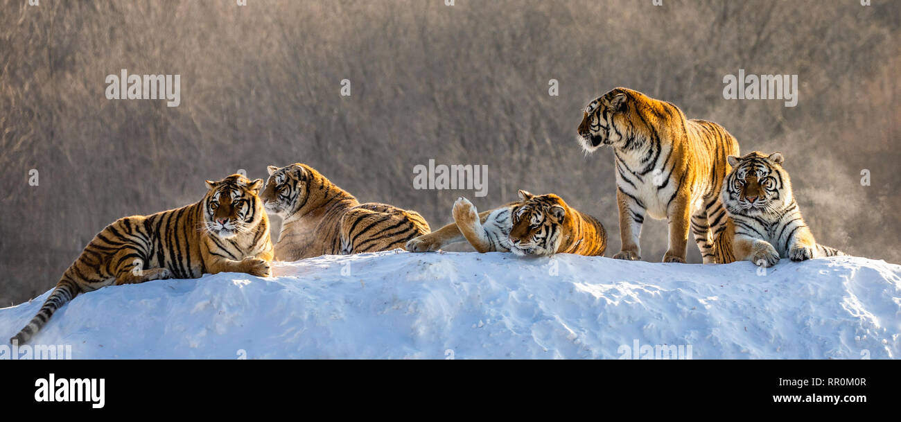 Plusieurs tigres de Sibérie sur une colline enneigée dans le contexte des arbres d'hiver. La Chine. Harbin. Mudanjiang province. Hengdaohezi park. Banque D'Images