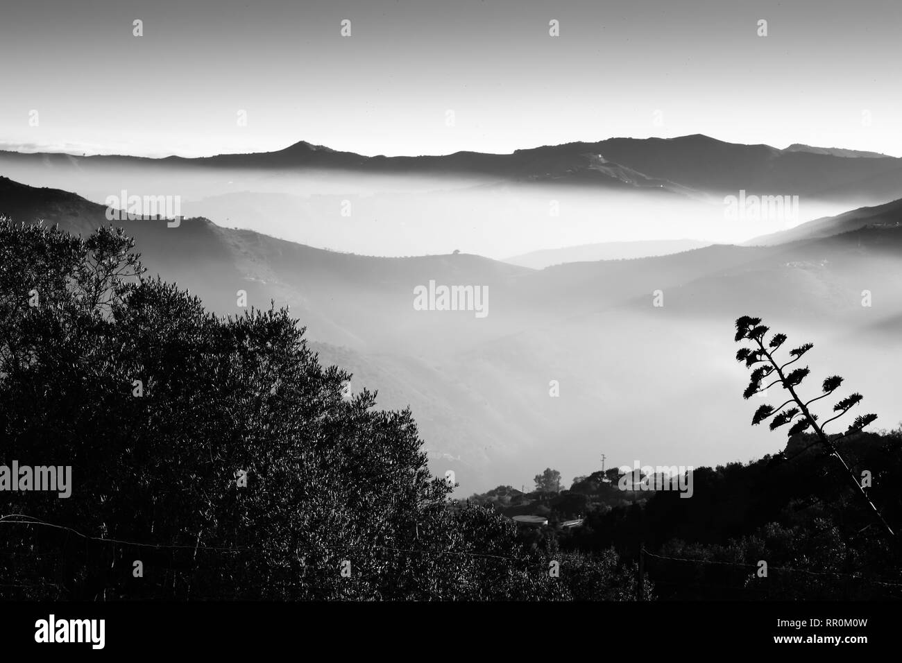 Fleur d'Agave Americana. Image de paysage d'art noir et blanc de la région d'Axarquia en Andalousie, Malaga, Espagne Banque D'Images