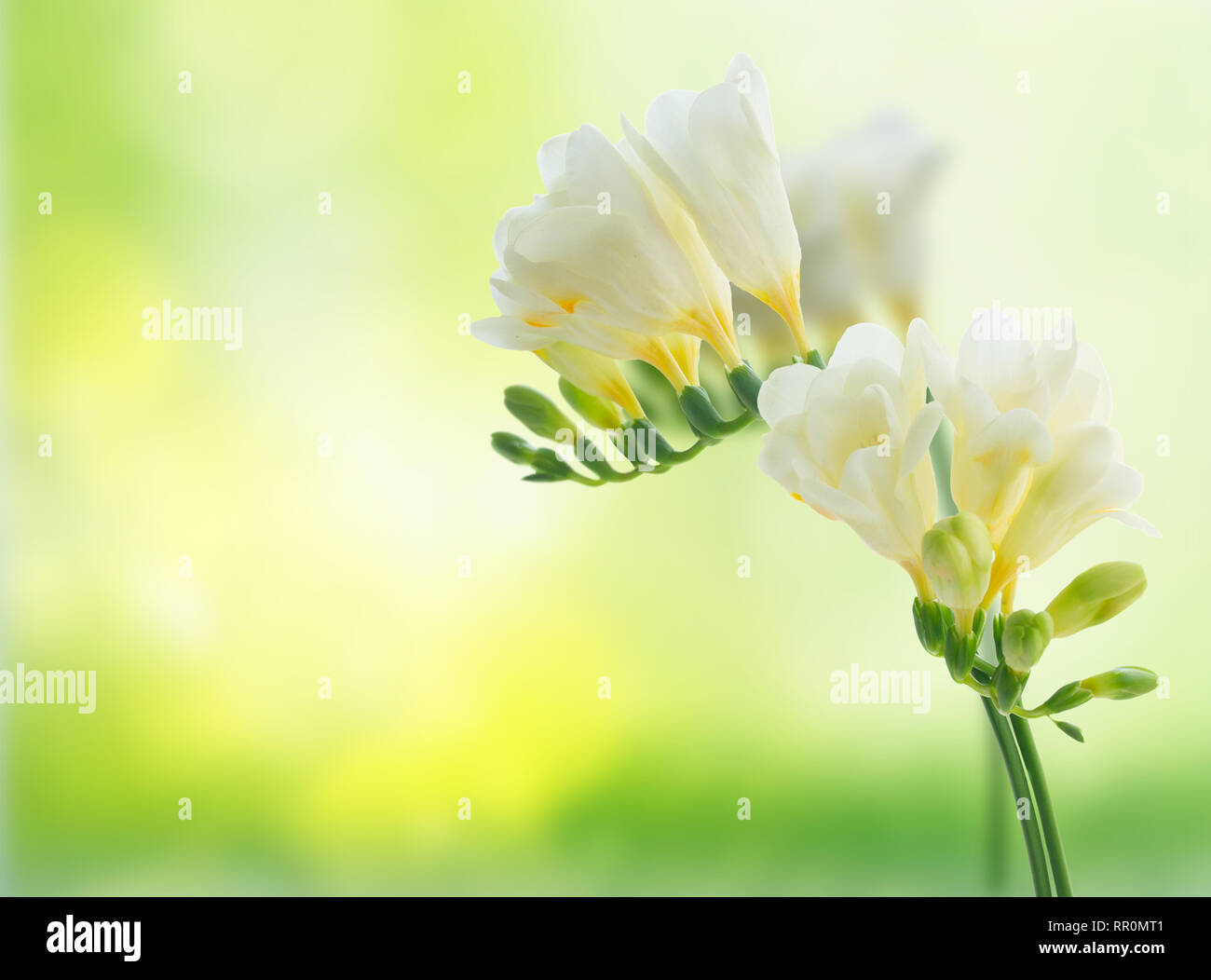Freeseia les fleurs fraîches Banque D'Images