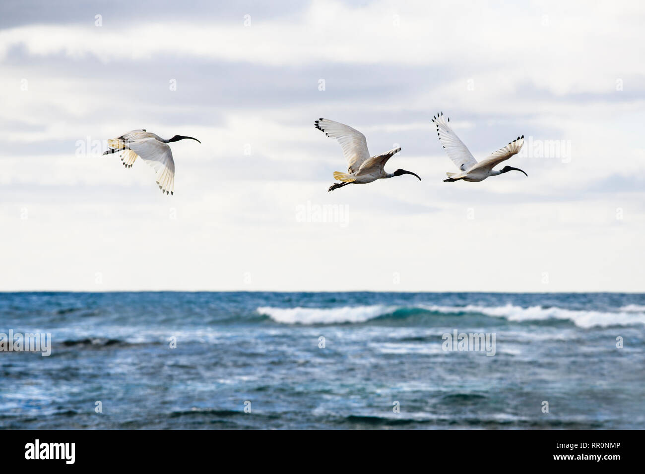 Trois ibis blanc australien, Moluques Threskiornis, oiseaux survolant la mer à l'autre Australie Victoria à Port Fairy Banque D'Images