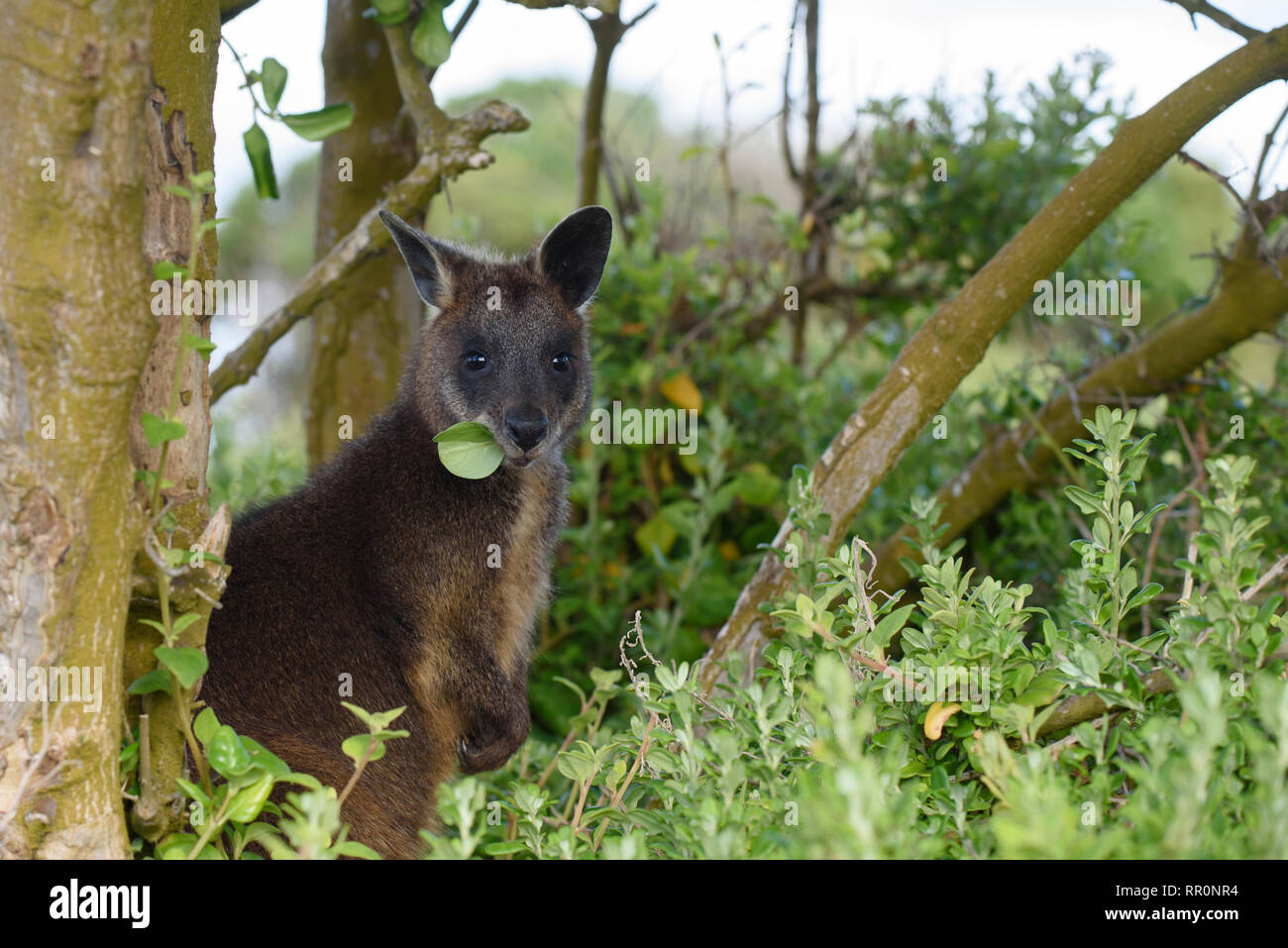 Wallaby, Wallabia bicolor, se nourrir de la végétation dans la zone côtière Port Fairy, Victoria Australie Banque D'Images