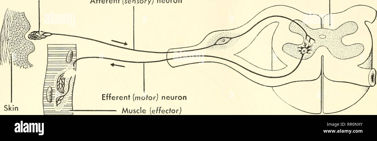 cellule nerveuse simple