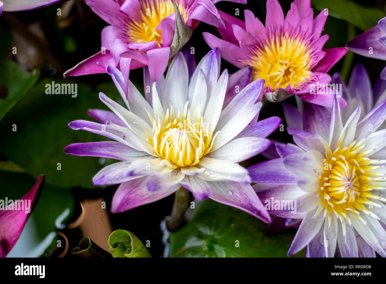 Cette belle fleur de lotus est complétée par les riches couleurs de la surface de l'eau d'un bleu profond. Des couleurs saturées. Banque D'Images