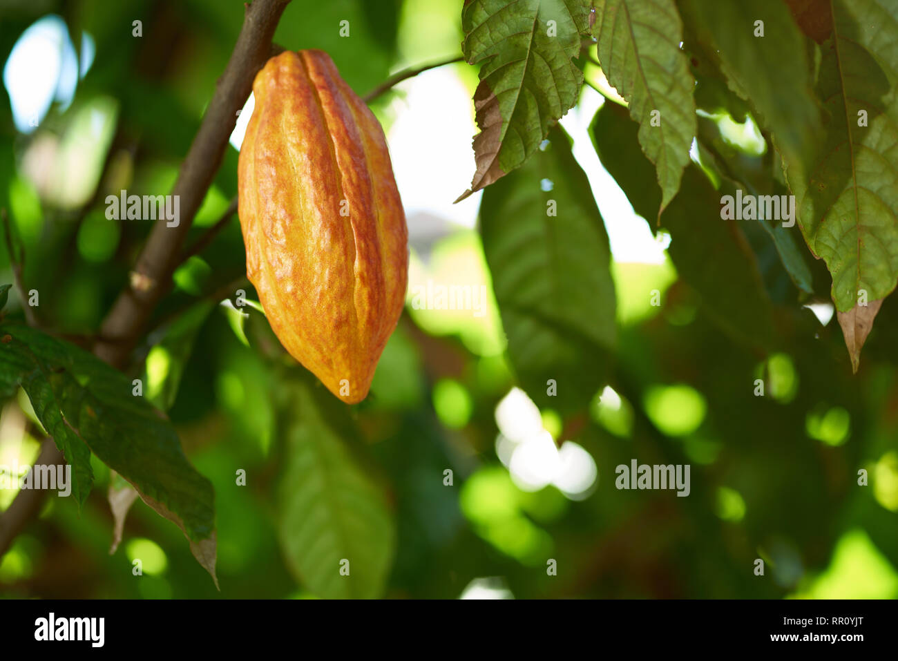 Thème de l'agriculture de cacao. Cabosse brut jaune accrocher sur l'usine de brach Banque D'Images