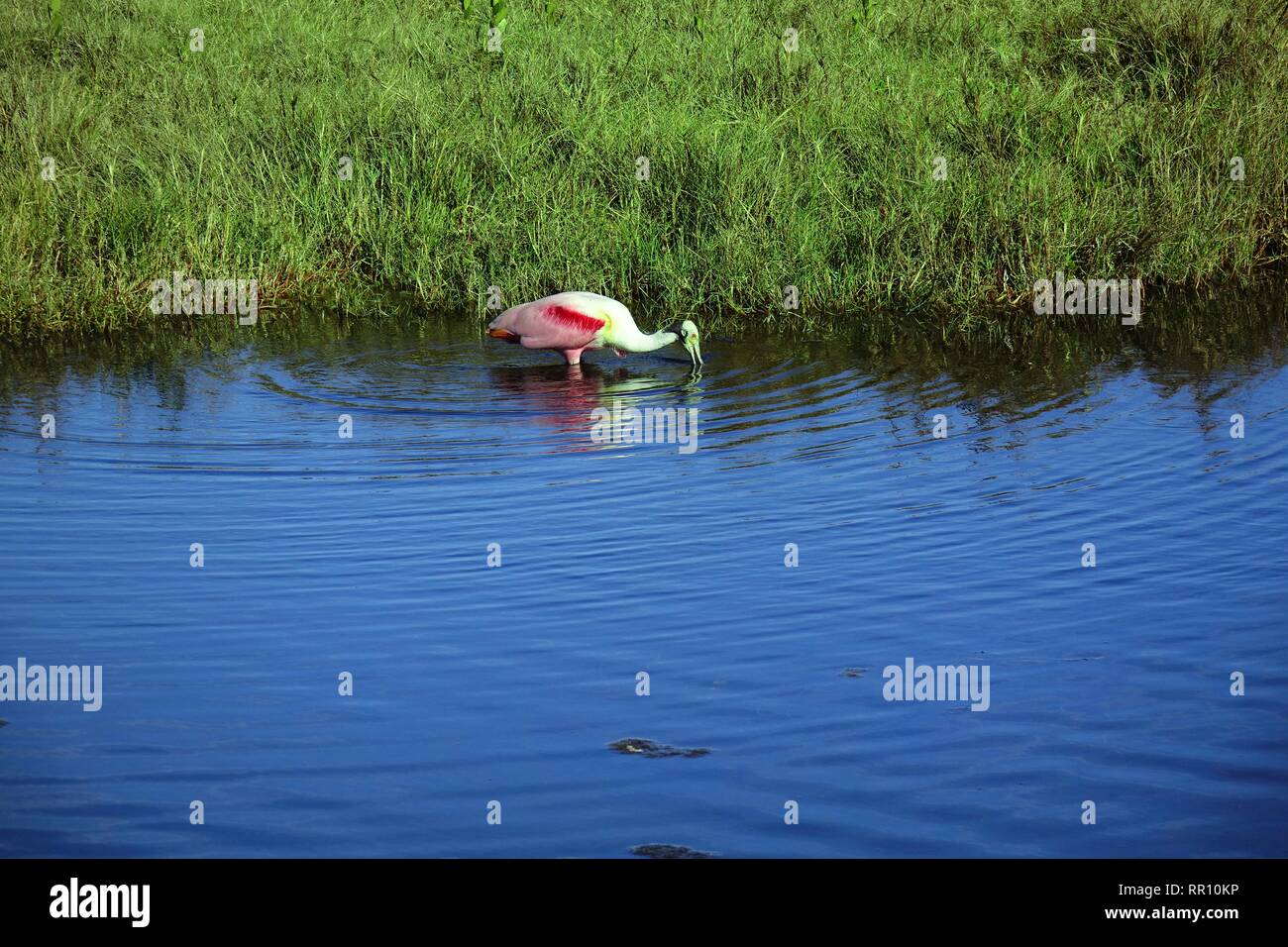 Roseate spoonbill (Platalea ajaja), l'alimentation à côté d'une petite île, Merritt Island National Wildlife Refuge Banque D'Images