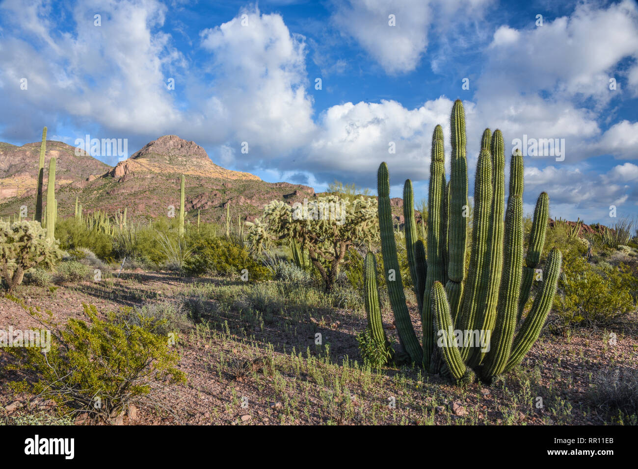 Paysage pittoresque au tuyau d'Orgue Cactus National Monument, le Centre de l'Arizona du sud Banque D'Images