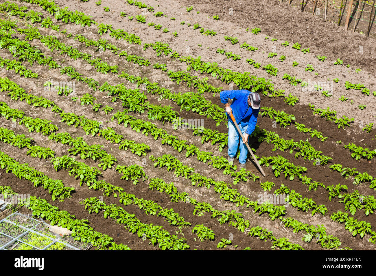 Exploitant agricole travaillant dans un champ. Corte, Corse, France Banque D'Images