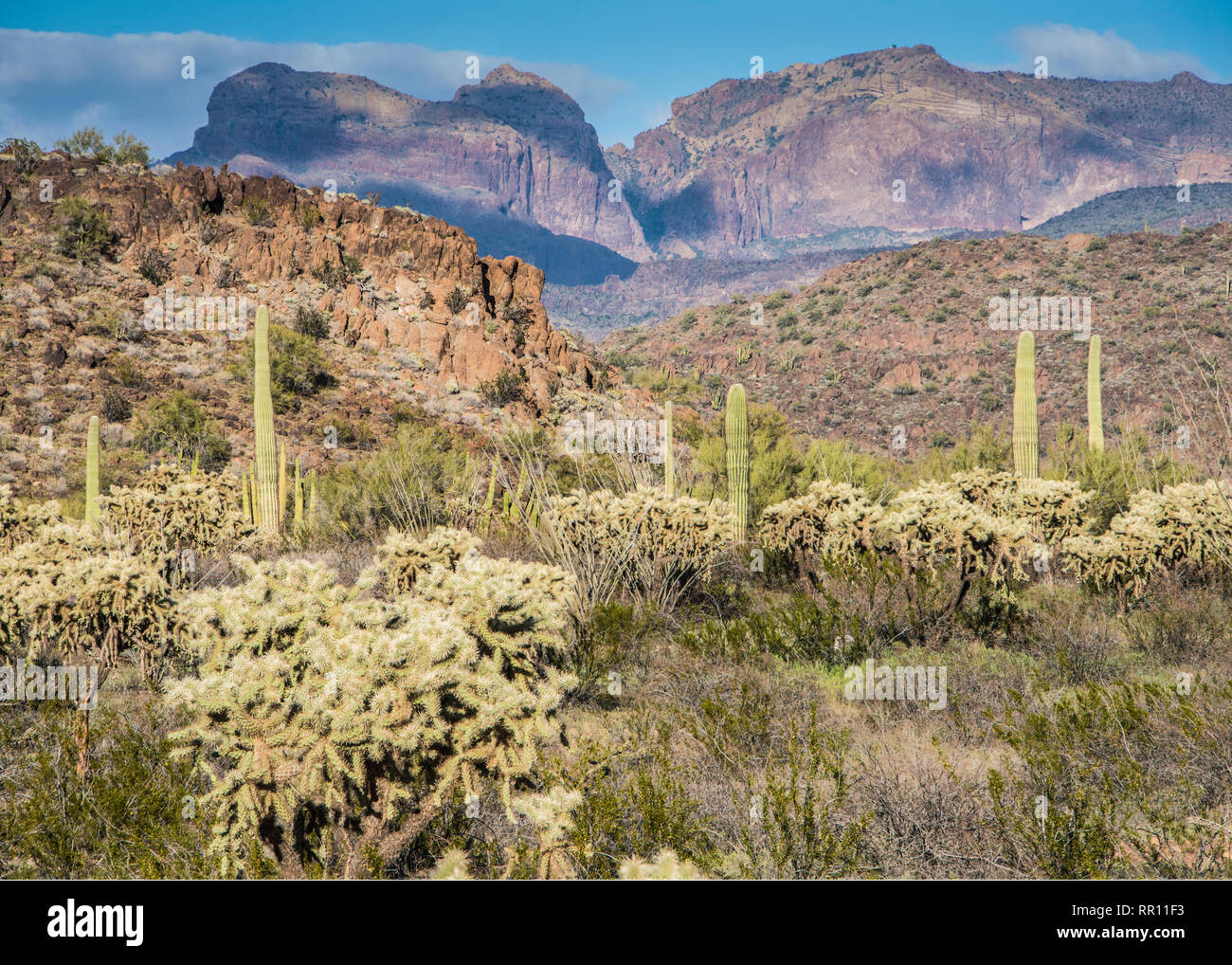 Tuyau d'orgue Monument National Cactus Ajo Mountain Loop Road en face du Visitor Center road de l'autoroute 85, le centre de l'Arizona du sud Banque D'Images