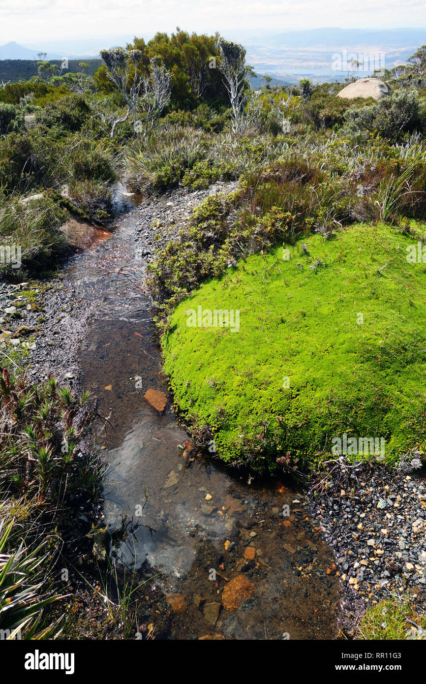 Haut de la zone desservie : petit ruisseau à partir des plantes en coussinet alpin sur le sommet du Mont Wellington, avec Hobart dans la distance, de la Tasmanie, Australie Banque D'Images