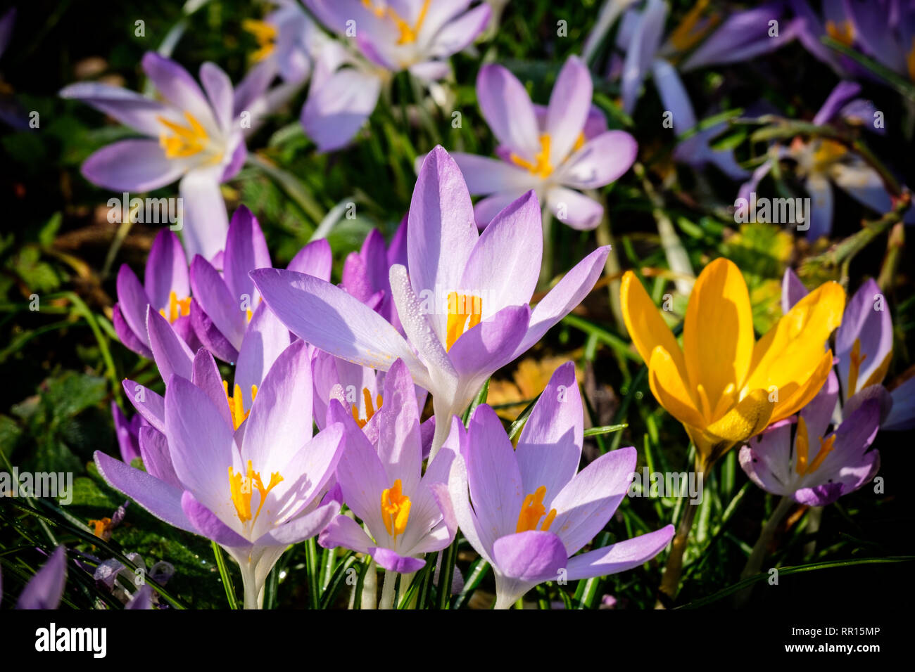 Crocusses mauve Banque D'Images