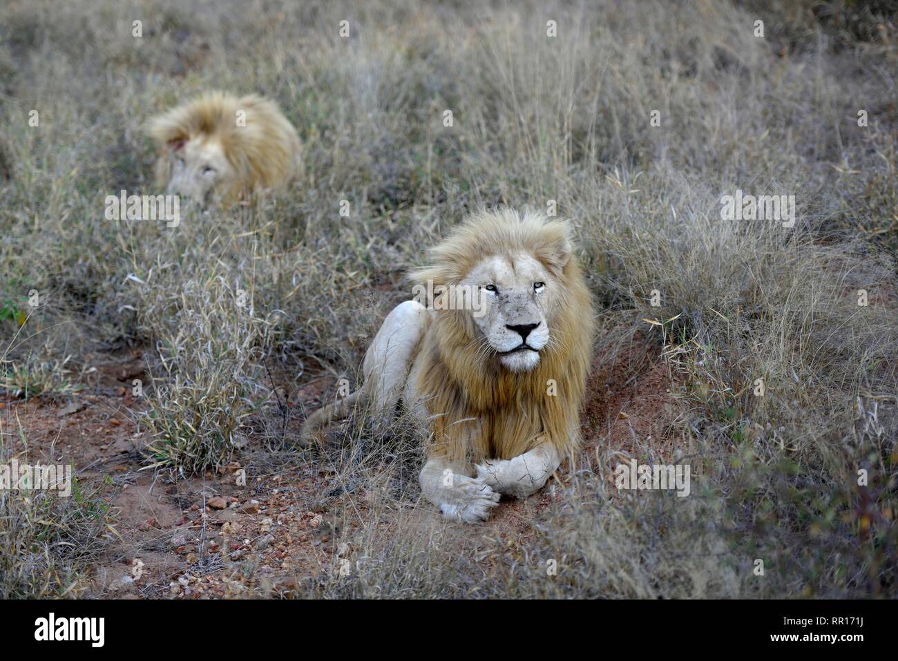 Zoologie, de Mammifères (Mammalia), white lion (Panthera leo), homme, Diamond zone 1 de l'ensemble de la commission, Additional-Rights Clearance-Info-Wh-Not-Available Banque D'Images