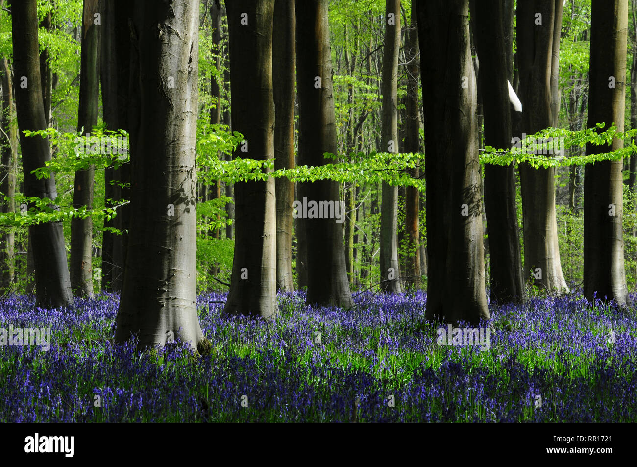 Bluebells à West Woods, Wiltshire, Royaume-Uni. Peut Banque D'Images