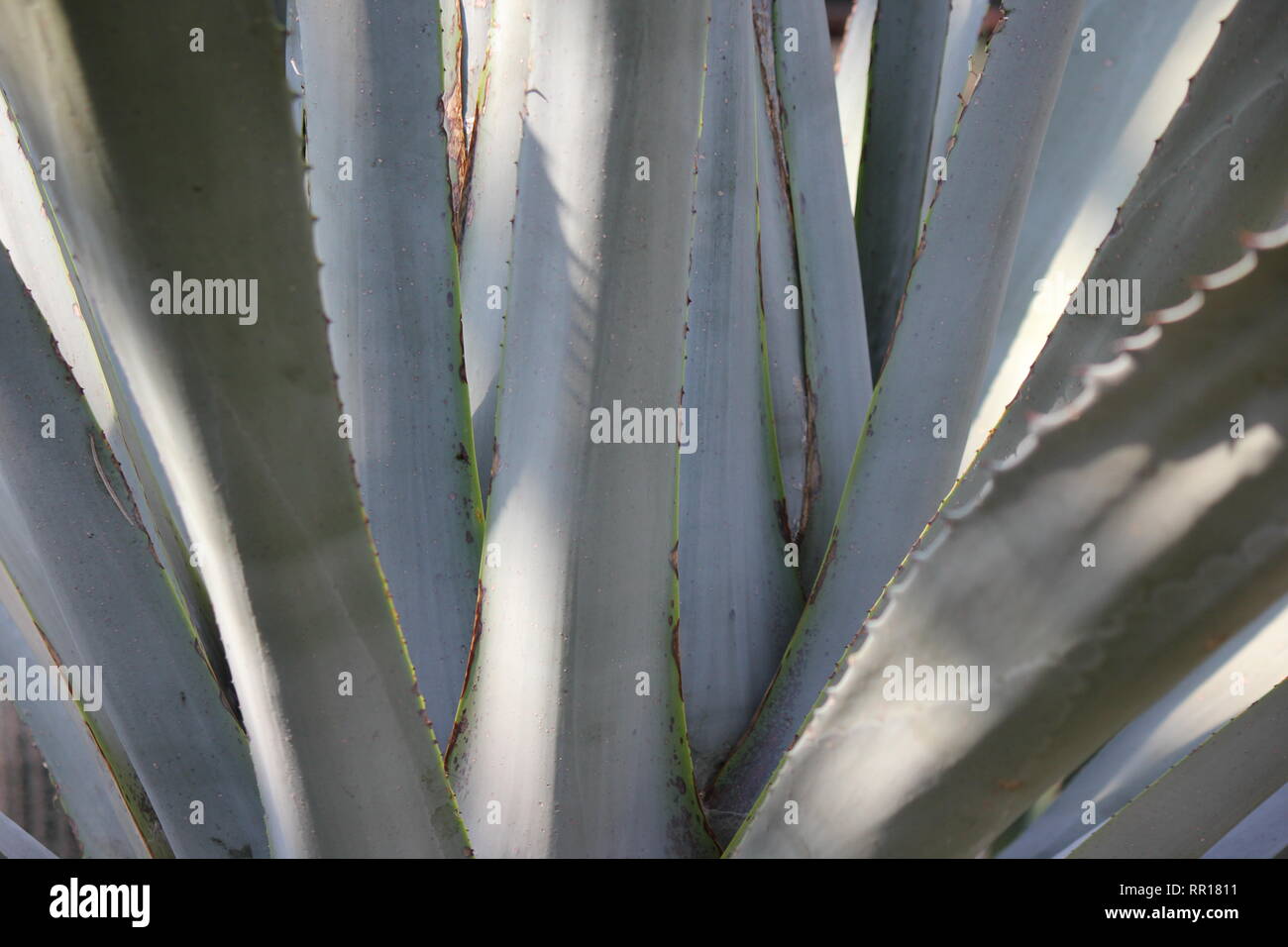 Superbe, impeccable, en herbe, plante du siècle américain, agave Americana, qui grandit dans la prairie ensoleillée. Banque D'Images