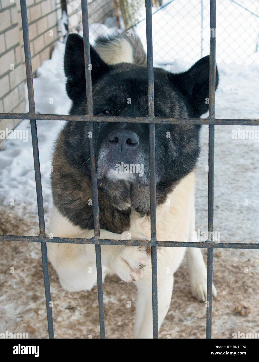 Adultes mignon chien Akita américain d'un séjour dans une grande cage à l'extérieur Banque D'Images