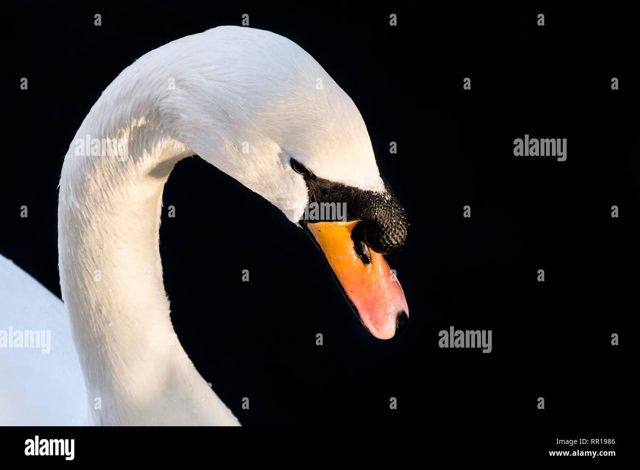 Mute Swan (Cygnus olor) la tête et le bec montrant le bouton, basale Banque D'Images