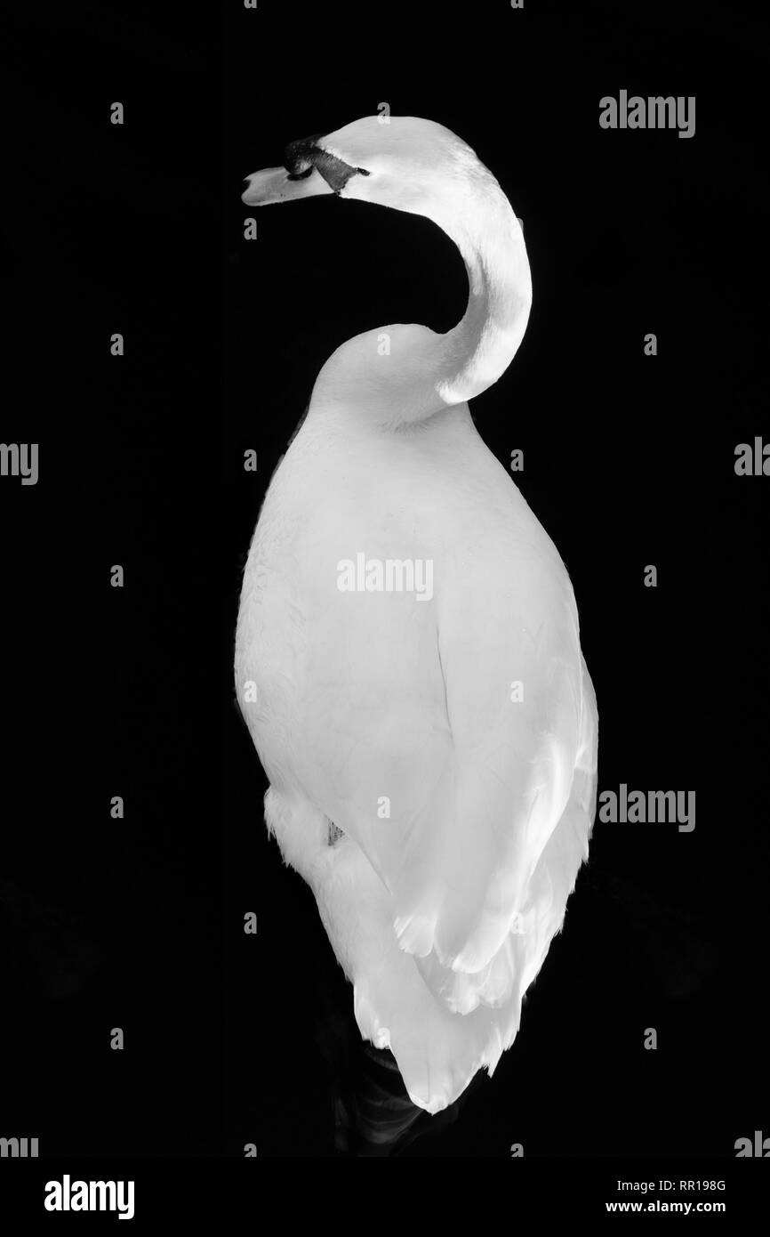 Image en noir et blanc de mute swan (Cygnus olor), Banque D'Images