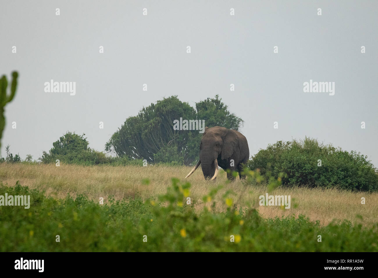 Un grand éléphant mâle avec de très grandes défenses qui traversent la savane dans le parc national de la Reine Elizabeth, en Ouganda Banque D'Images