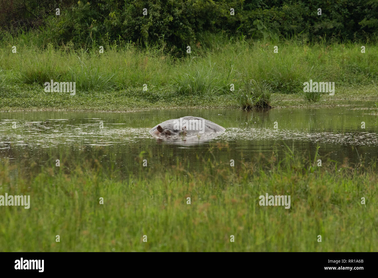 Un grand hippopotame partiellement immergé dans le canal Kazinga du parc national Queen Elizabeth, Ouganda Banque D'Images