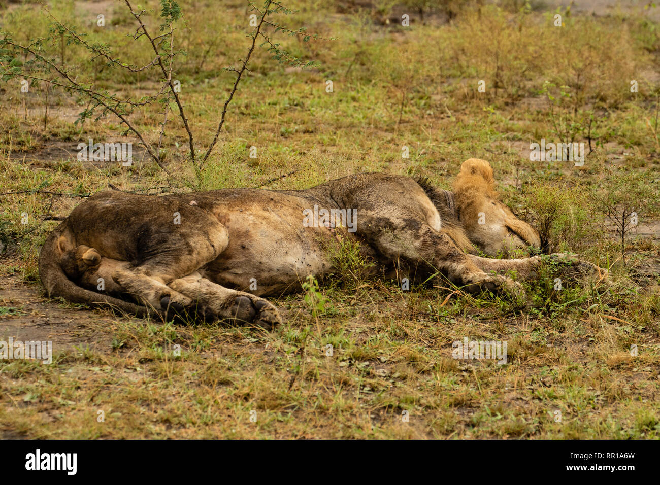 Un jeune lion masculin endormi sur le terrain dans le parc national de la Reine Elizabeth, en Ouganda Banque D'Images