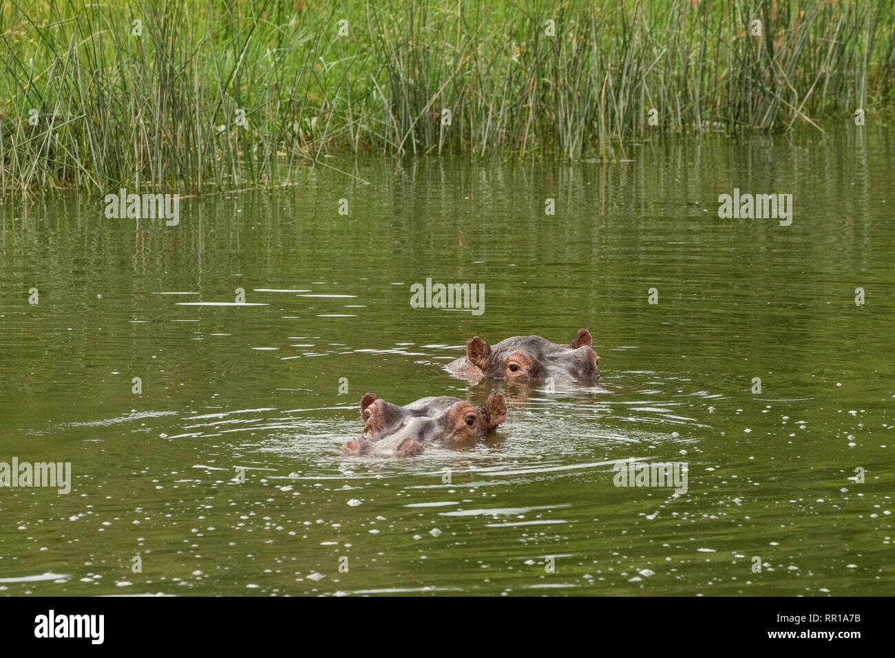 Deux hippopotames immergés dans le canal Kazinga du parc national Queen Elizabeth, Ouganda Banque D'Images