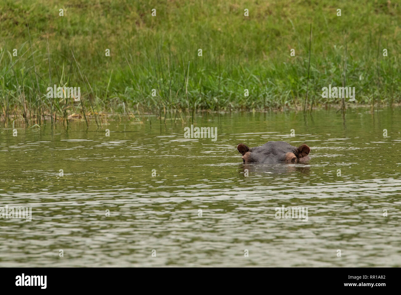 Un hippopotame solo immergé dans le canal Kazinga du parc national Queen Elizabeth, Ouganda Banque D'Images