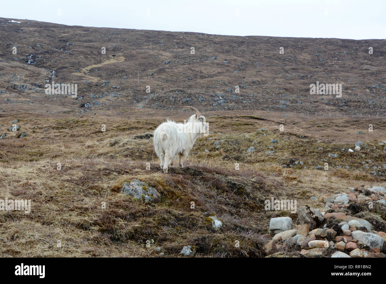 Un homme blanc de chèvre de montagne sauvage dans un pré sur Etive Mor, près de Glen Etive, dans les Highlands, Ecosse, Royaume-Uni. Banque D'Images
