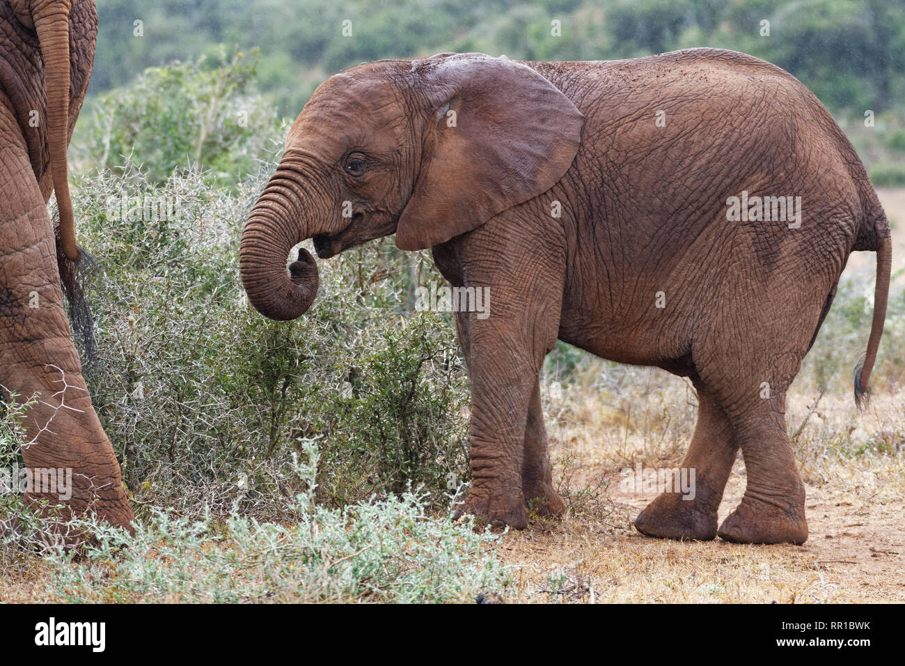 Bush de l'Afrique de l'éléphant (Loxodonta africana), les jeunes de l'alimentation animale à partir de buissons épineux, Addo Elephant National Park, Eastern Cape, Afrique du Sud, l'Afrique Banque D'Images