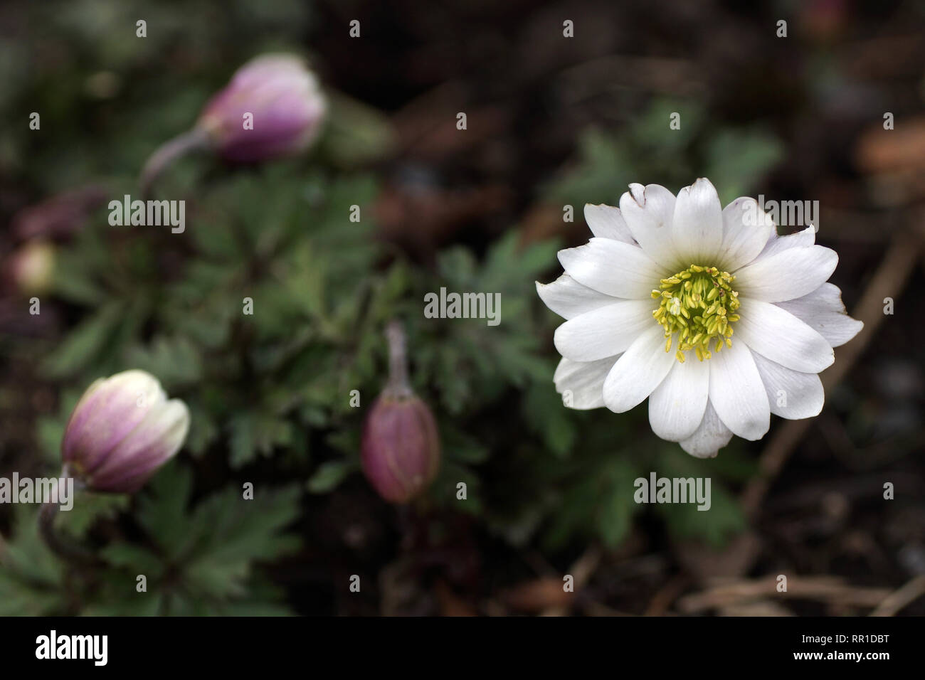 Anemone blanda 'White Splendour' Banque D'Images