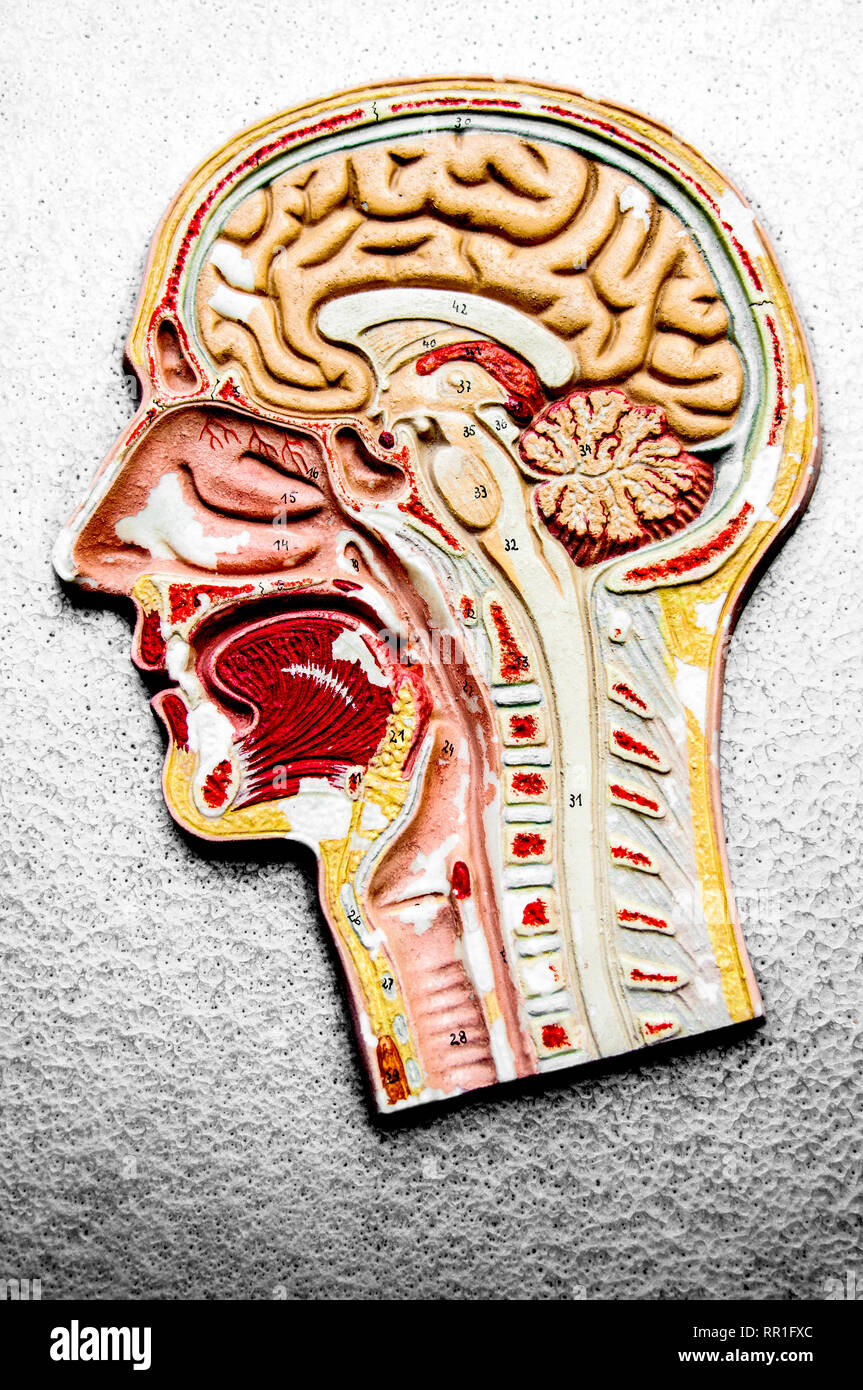 Apprendre la biologie de l'anatomie Banque de photographies et d’images ...