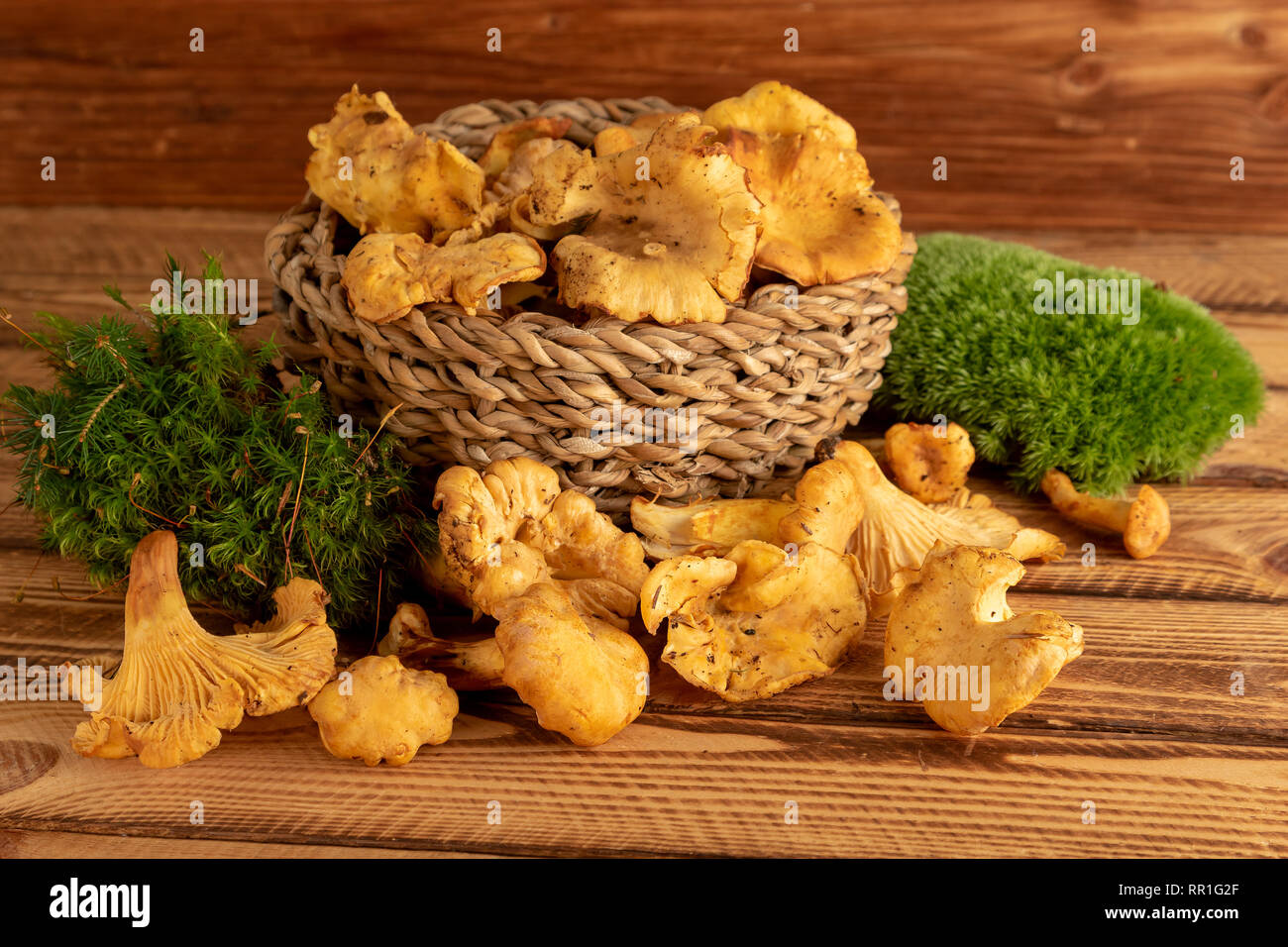 Panier de champignons girolles organique sauvage sur la vieille table en bois Banque D'Images