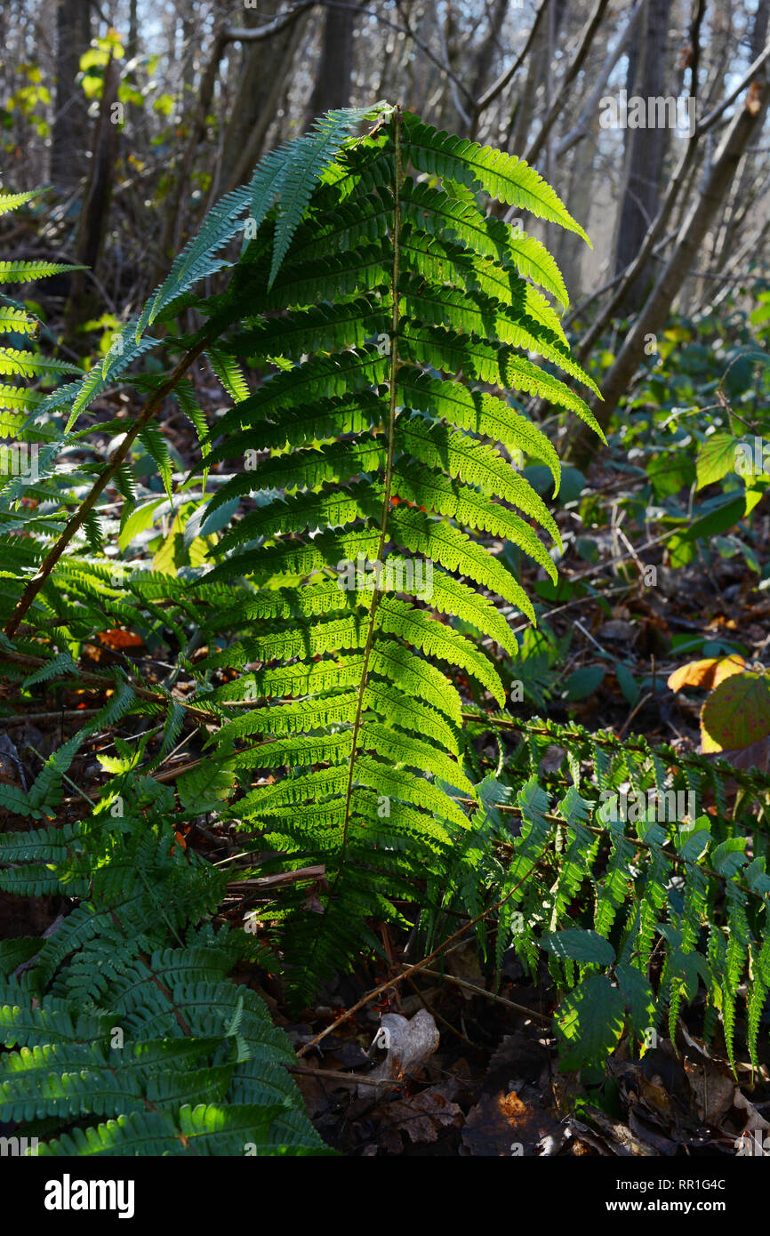 La grande fougère Long Green leaf, rétroéclairé par le soleil dans un bois, en mettant en évidence les spores sur la face inférieure des feuilles Banque D'Images