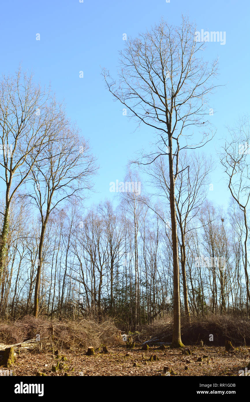 Tall, bare branches des arbres dans une clairière dans un bois taillis contre un ciel bleu clair Banque D'Images