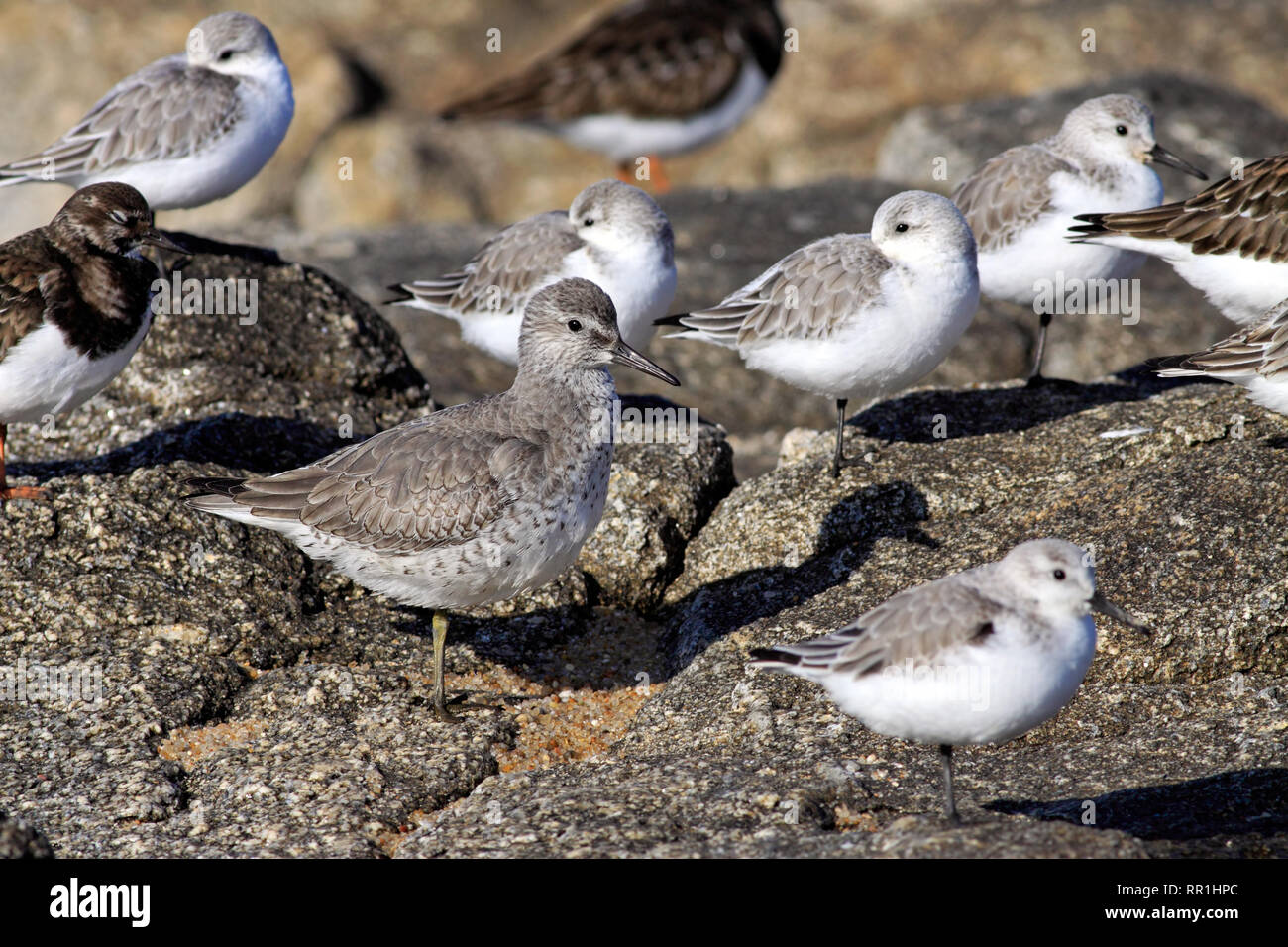 Petits oiseaux de mer entre les marées de la côte portugaise - selective focus Banque D'Images