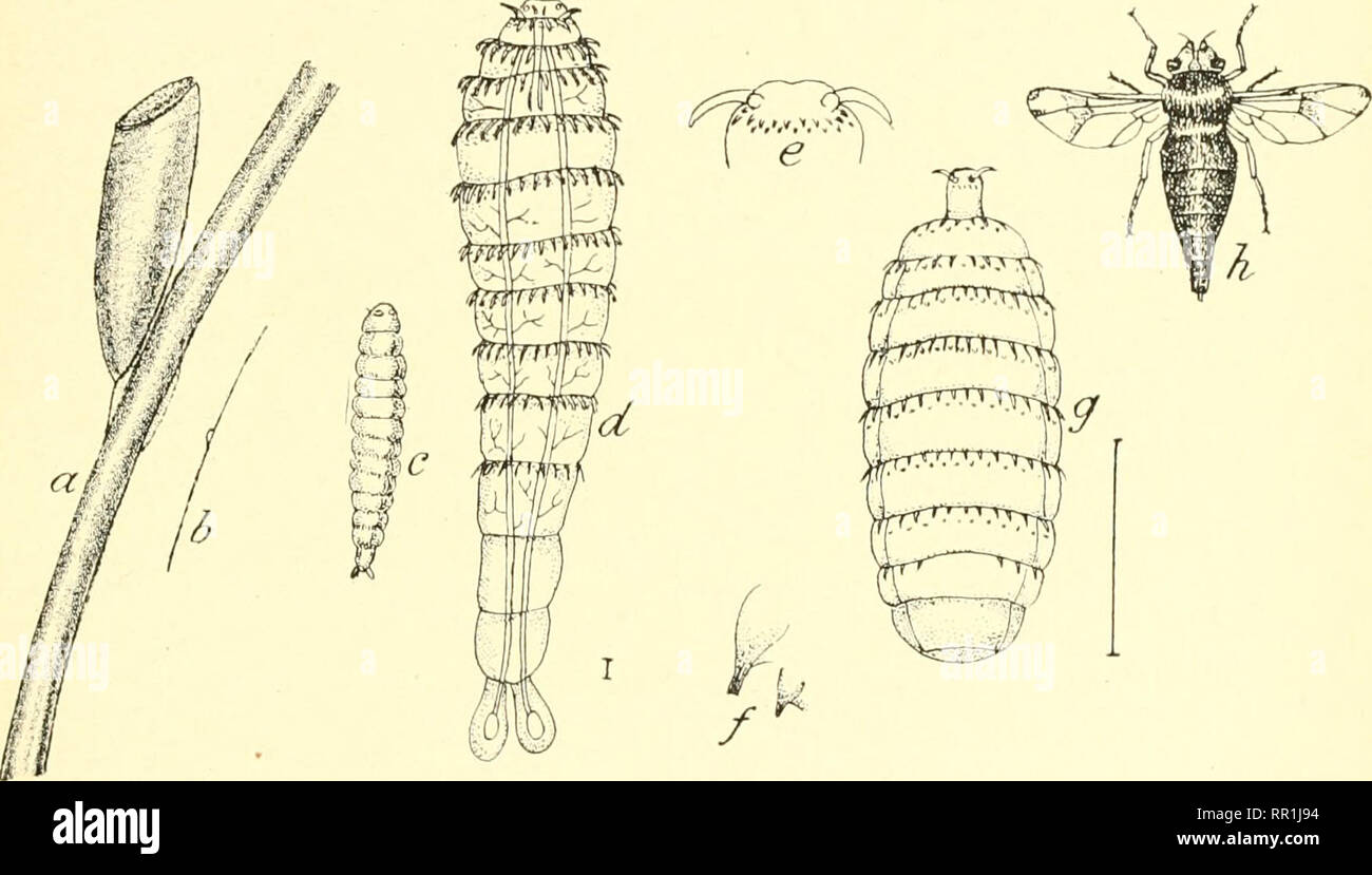 . L'entomologie agricole pour les étudiants, les agriculteurs, producteurs de fruits et des jardiniers. Les insectes ; les insectes utiles ; les insectes nuisibles. OESTRIDM 267 famille d'autres comme les abeilles, et la queue de rat-{EriMcdls tcnax espèces) ressemble à un bourdon. Cutérèbres (Oestridcr).-Les mouches sont des parasites dans divers mammifères, occupant les tissus du corps et principalement les ali- mentaires digestif. Les adultes sont comme l'apiculture, avec une tête arrondie et petits yeux, et sont velues. L'antennne sont tombé dans peu de poches ou des fosses dans l'avant de la tête, et la bouche des pièces sont avortés. Les adultes ne se nourrissent pas. Les femelles sont. Fig. 213.- Banque D'Images