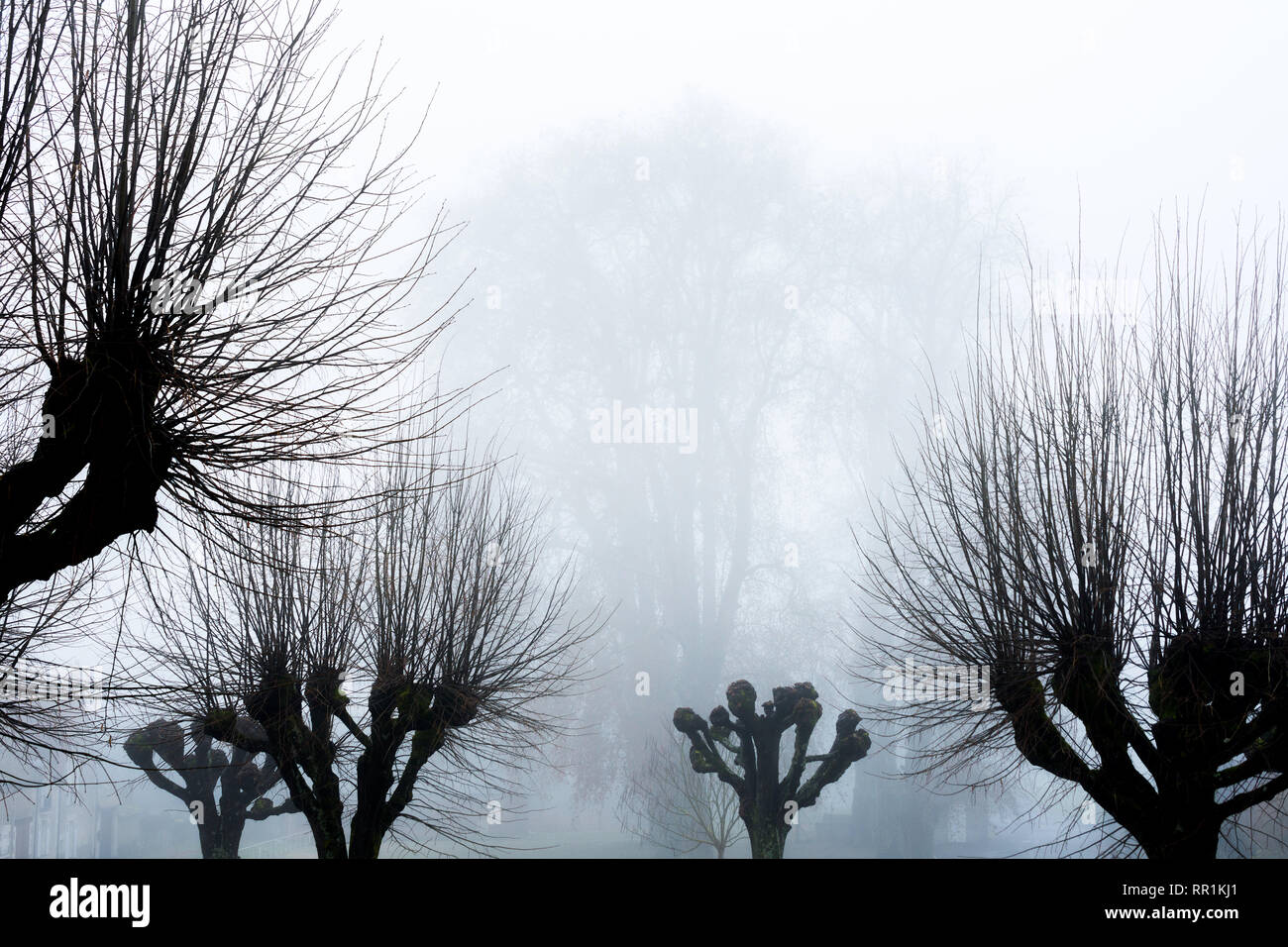 Silhouette dans la brume / fog de tilleuls étêtés, France. Banque D'Images