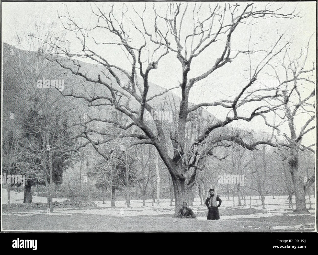 . Explorations agricoles dans les plantations de noix et fruits de Chine. La culture de fruits ; noix ; introduction de plantes. Je wamn :**v^ Fig. 1.-un bosquet d'arbres près de persimmon, Hanqchow Chekiang, Province de la Chine centrale, greffés sur le White-Barked Variété de Stock.. Fig. 2.-Un exemplaire de grande taille de l'arbre à Kaki Lotus-Flower, Taidjatsoa Chihli, Province de la Chine. Introduction Xos. 10910 et 22367.. Veuillez noter que ces images sont extraites de la page numérisée des images qui peuvent avoir été retouchées numériquement pour plus de lisibilité - coloration et l'aspect de ces illustrations ne peut pas parfaitement ressembler au trio Banque D'Images