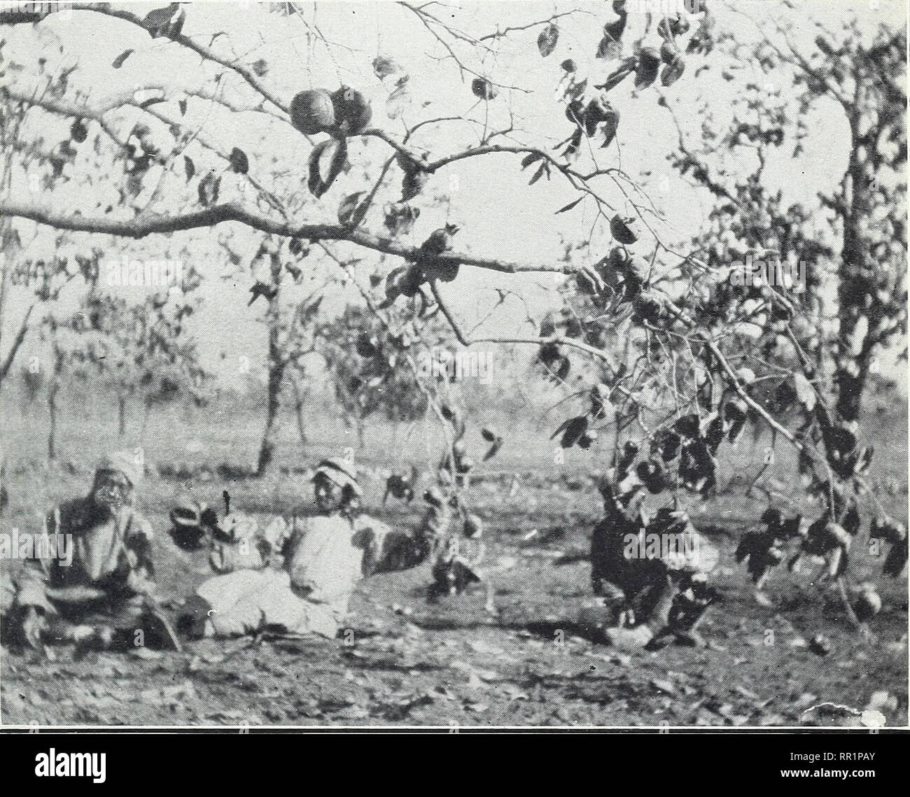 . Explorations agricoles dans les plantations de noix et fruits de Chine. La culture de fruits ; noix ; introduction de plantes. Fig. 1.-un dans le verger Kaki Thrifty Tombeaux Ming Valley, au nord de Pékin. Cueilleurs de fruits sont le fruit de tri.. Fig. 2.-un près de l'avis de certaines branches de l'lourdement chargé de kaki, un grand Tamopan, raisins, Nonastringent Variété. Introduction Nos 16912, 16913, 16921, 22350, 22362 et 22365.. Veuillez noter que ces images sont extraites de la page numérisée des images qui peuvent avoir été retouchées numériquement pour plus de lisibilité - coloration et l'aspect de ces illustrations ne peut pas parfait Banque D'Images