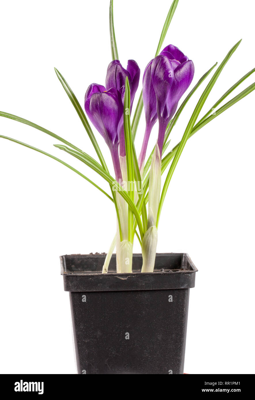 Crocus en pot de fleur gros plan isolé sur fond blanc Banque D'Images